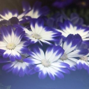 Meet your Posher, Ann